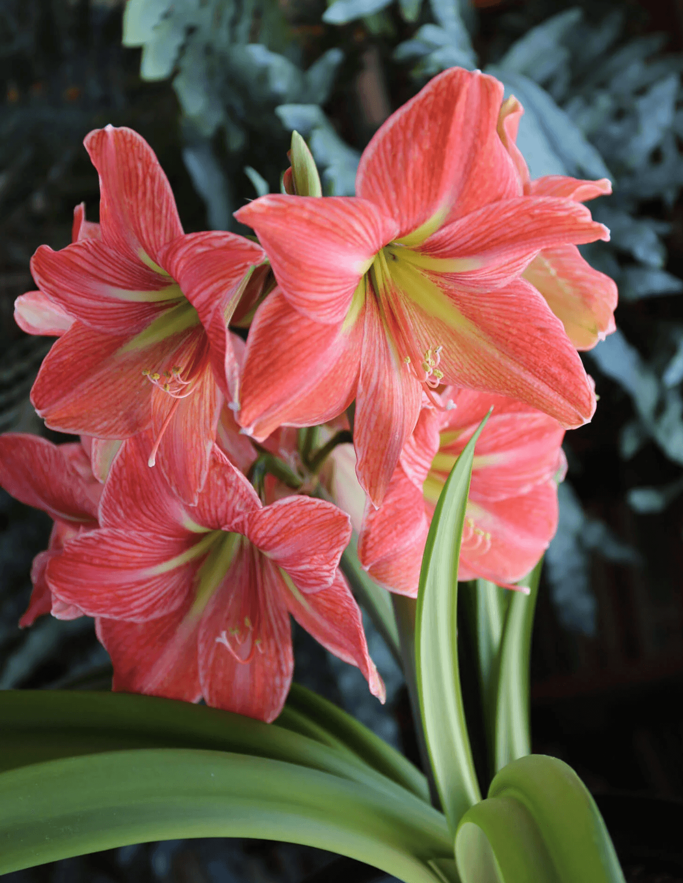 Amaryllis Varieties - Blossom Peacock in Bloom