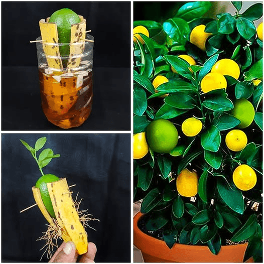 grow lemon plant at home